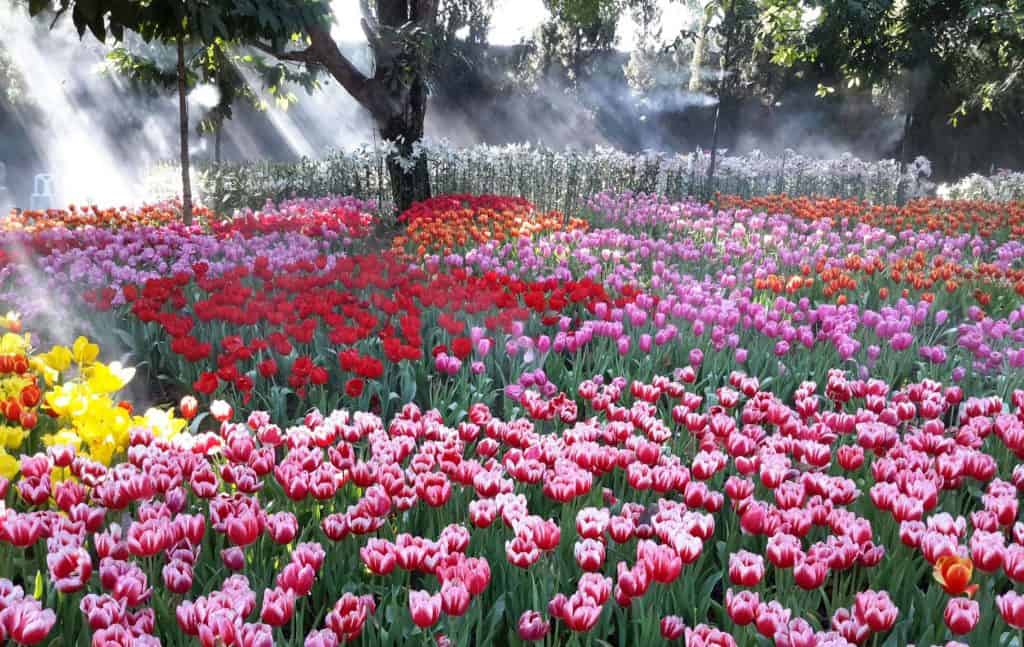 chiang rai tulip festival