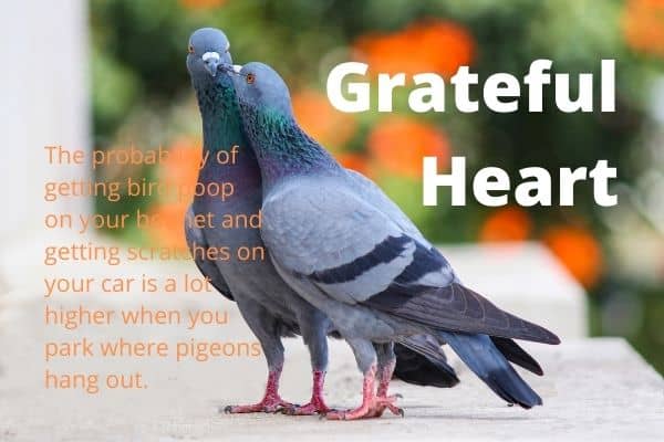 Ways You Can Cultivate a Grateful Heart