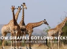 The Giraffe Story – Real or Otherwise