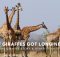 The Giraffe Story – Real or Otherwise